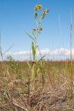 Inula caspica. Цветущее растение. Краснодарский край, м/о город-курорт Анапа, окр. с. Витязево, Витязевская коса, закреплённые пески. 12.10.2019.