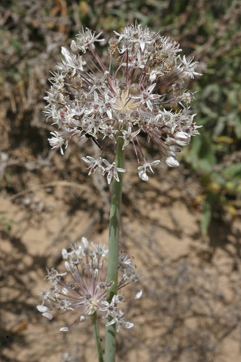 Изображение особи Allium subscabrum.