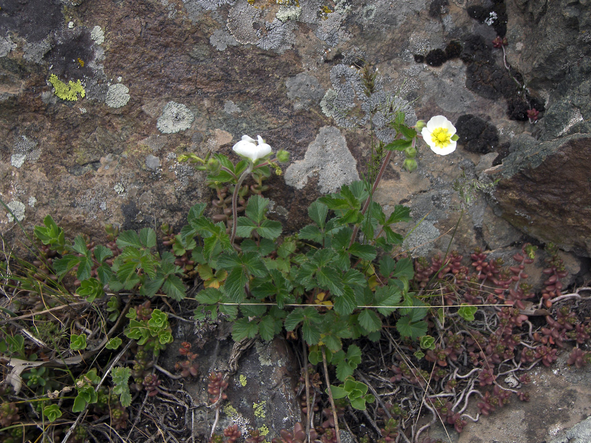 Изображение особи Potentilla foliosa.