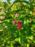 Weigela florida