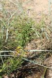 Hieracium umbellatum