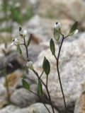 Draba supranivalis