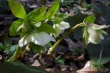 Helleborus caucasicus. Цветущие побеги. Республика Адыгея, г. Майкоп, южная окраина, водораздельный хребет Нагиеж-Уашх, дубово-буково-грабовый лес. 28.03.2021.