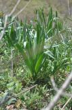 genus Eremurus