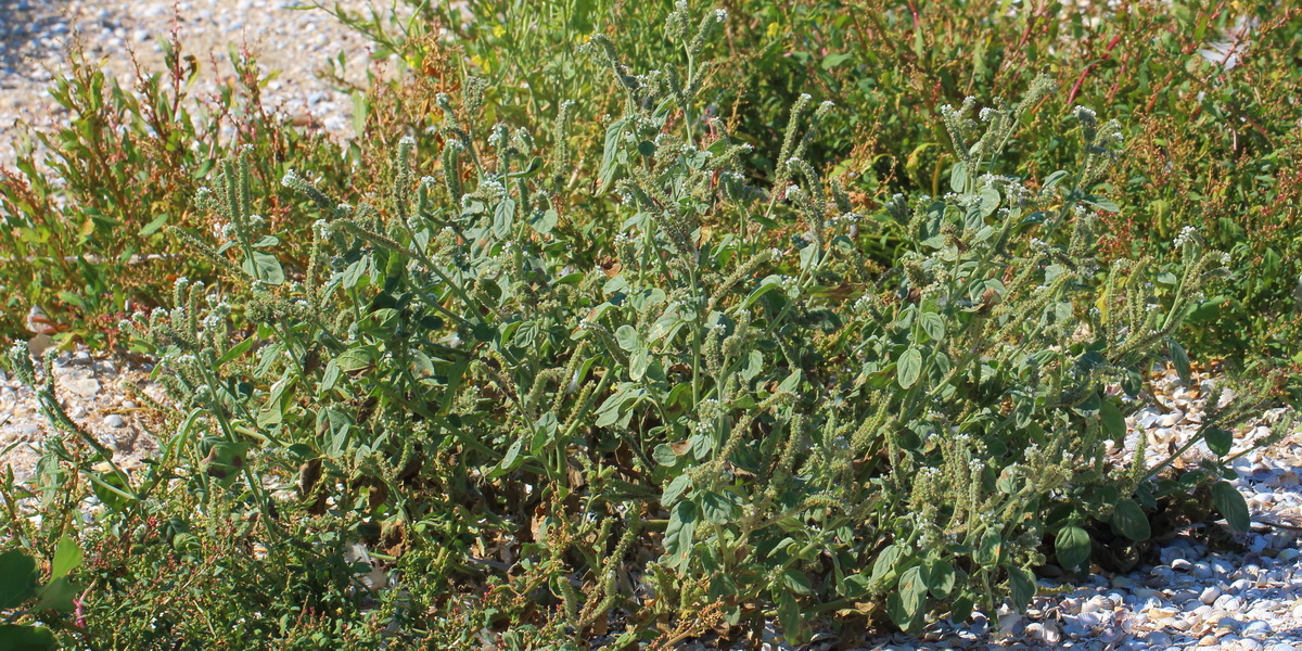 Изображение особи Heliotropium europaeum.