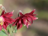 Aquilegia разновидность stellata