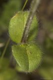 Cerastium glomeratum