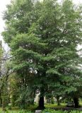 Quercus nigra. Взрослое дерево. Абхазия, г. Сухум, Сухумский ботанический сад. 25.09.2022.