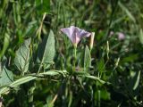 Convolvulus arvensis