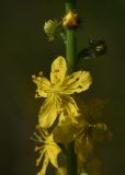 Agrimonia eupatoria