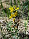 Thermopsis lanceolata