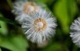 Tussilago farfara