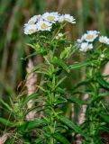 Achillea подвид macrocephala