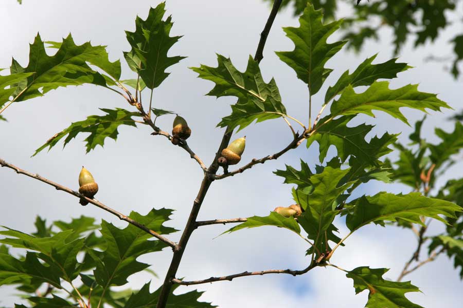 Изображение особи Quercus rubra.