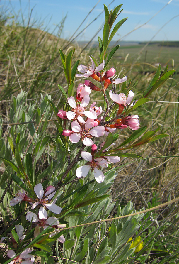 Изображение особи Amygdalus nana.