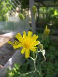 Hieracium maculatum