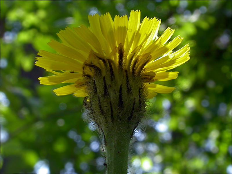 Изображение особи Trommsdorffia maculata.