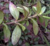 Cerastium holosteoides