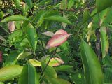 Euonymus maackii