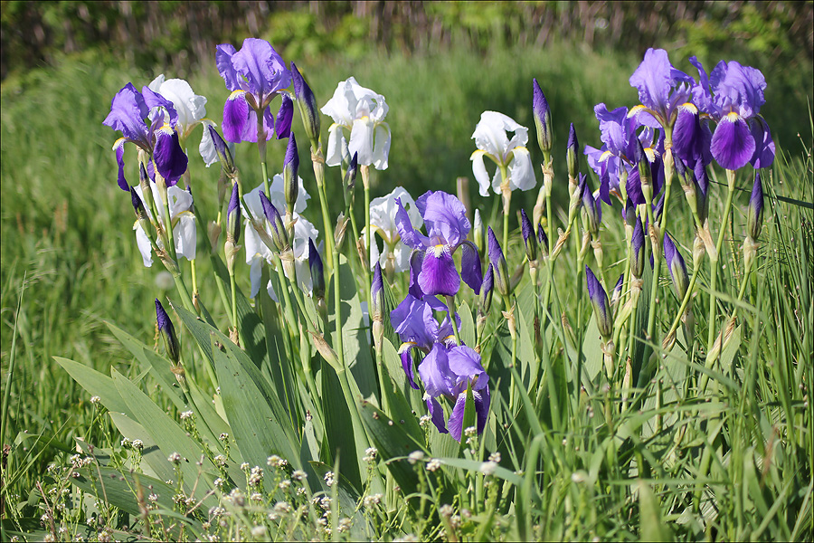 Изображение особи Iris florentina.