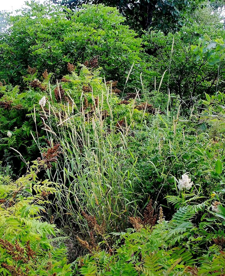 Изображение особи Phalaroides arundinacea.