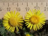 Inula britannica