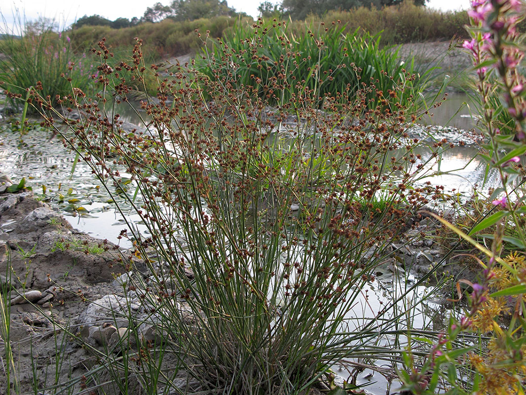 Изображение особи Juncus articulatus.