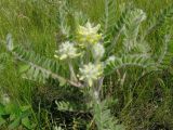 Astragalus dasyanthus