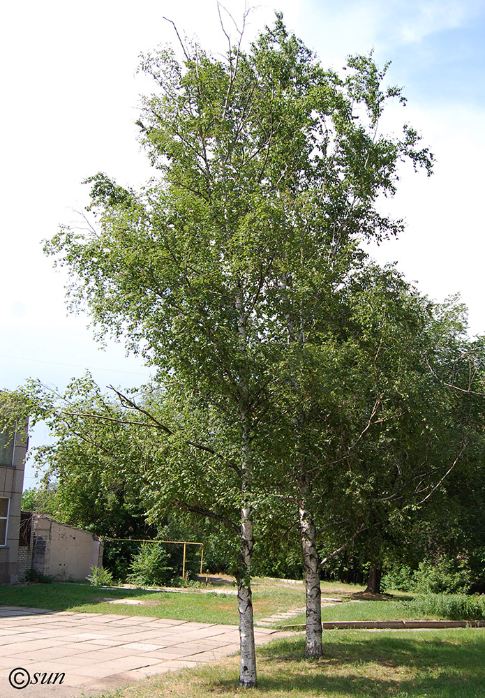 Image of Betula borysthenica specimen.