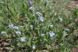 Myosotis lithospermifolia. Цветущие растения. Ставропольский край, Бештаугорский заказник. 04.05.2014.