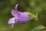 Campanula trachelium