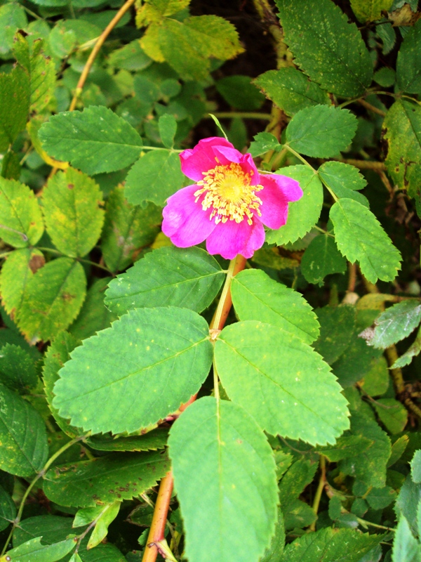 Изображение особи Rosa acicularis.