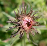 Symphyotrichum novae-angliae