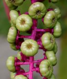 Phytolacca americana