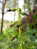 Epipactis helleborine. Верхушка растения с незрелыми плодами. Томская обл., окр. г. Томск, опушка сосново-берёзового леса. 1.09.2009.