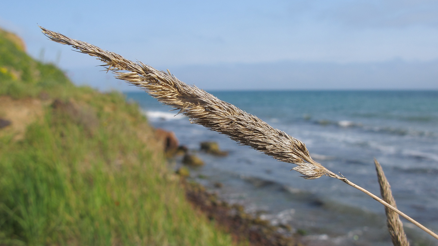 Изображение особи Calamagrostis glomerata.