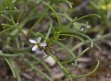 Leptaleum filifolium