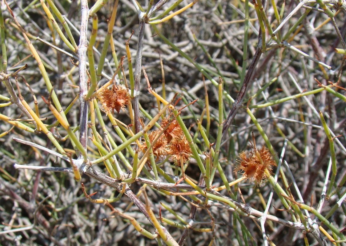 Изображение особи Calligonum rotula.