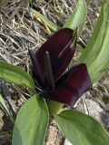Eminium lehmannii. Цветущие растения. Южный Казахстан, хр. Боролдайтау. 29.04.2007.