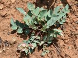 Astragalus megalomerus