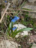 Scilla siberica. Цветущее растение. Псковская обл., г. Печоры, долина руч. Каменец выше Псково-Печерского монастыря, подошва склона с рудерально-луговой растительностью. 29.04.2016.