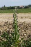 Cynoglossum officinale