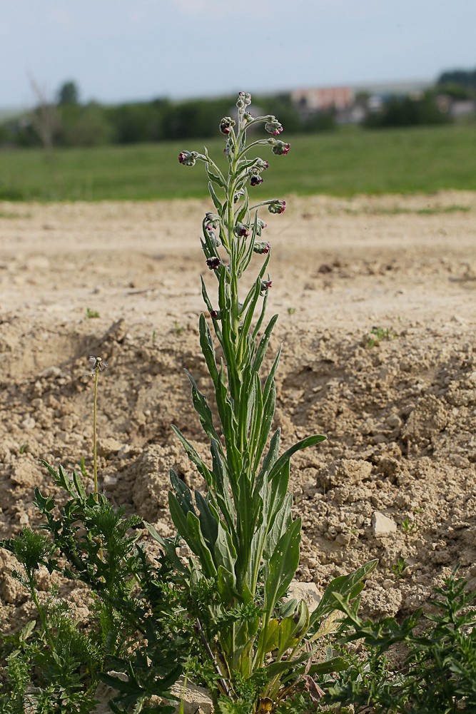 Изображение особи Cynoglossum officinale.