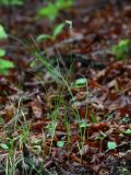 Carex pallida. Цветущее растение. Приморский край, Тернейский р-н, окр. пгт Терней, лиственнично-дубовый лес. 13.06.2016.