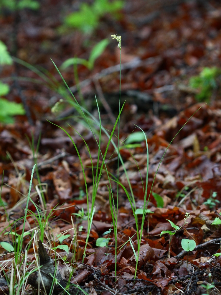 Изображение особи Carex pallida.