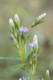 Gentianella amarella