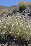 Gypsophila capitata