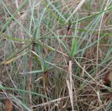 Dianthus acantholimonoides. Верхушки побегов. Краснодарский край, Абинский р-н, гора Западный Папай, ок. 750 м н.у.м. 02.09.2016.