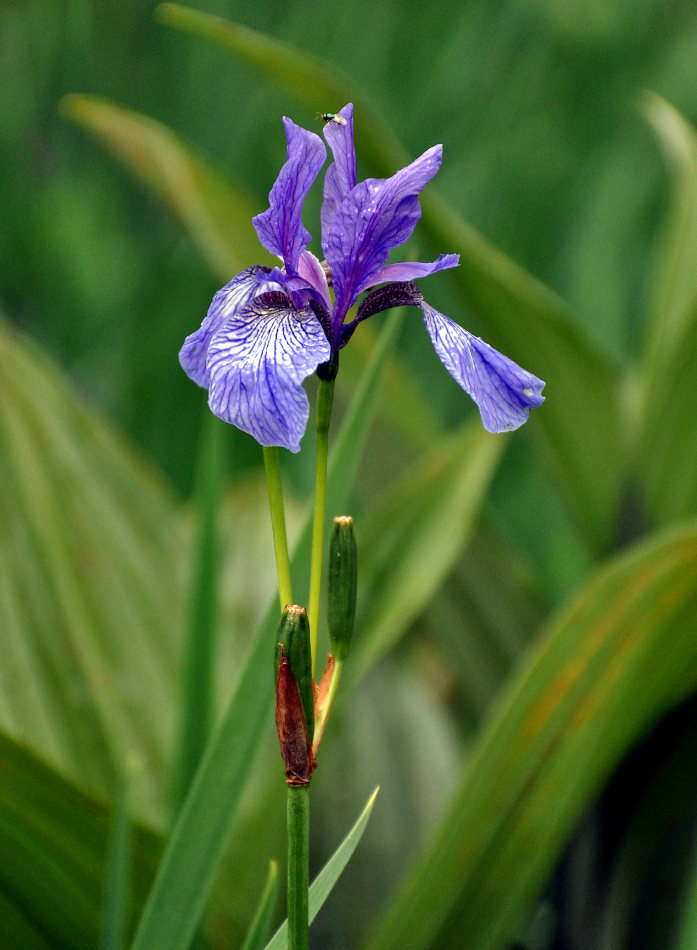 Image of Iris sibirica specimen.