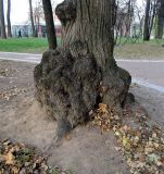 Tilia europaea. Нижняя часть ствола с каповыми наростами. Москва, Царицыно, парк музея-заповедника, в культуре. 01.11.2015.